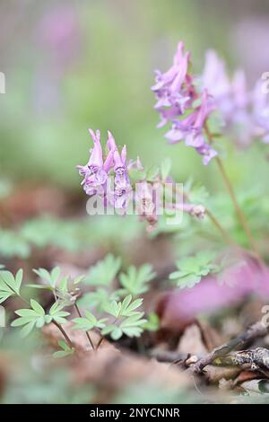 Corydalis solida, allgemein bekannt als Bird-in-a-Busch, Fumewort oder Solid-Tubered Corydalis, Wildblume aus Finnland Stockfoto