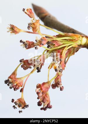 Europäische weiße Ulme, Ulmus laevis, blühend im Frühling Stockfoto