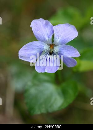 Viola riviniana, bekannt als gemeines Hundeviolett oe Holzviolett, Wildblume aus Finnland Stockfoto