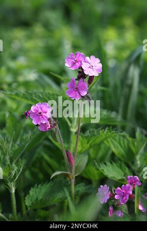 Silene dioica, gemeinhin bekannt als Red campion oder Red catchfly, Wildpflanze aus Finnland Stockfoto