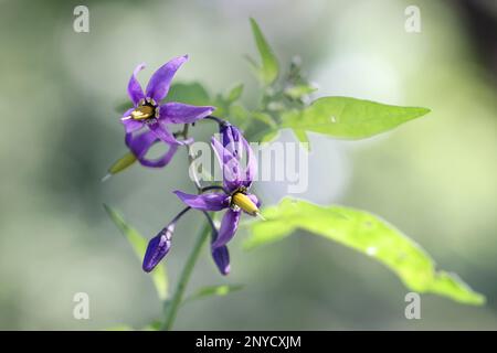 Bittersüß, Solanum dulcamara, auch bekannt als Blaues Blattweed oder Bitternachtschatten, wilde giftige Pflanze aus Finnland Stockfoto