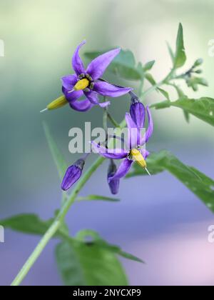 Bittersweet, Solanum dulcamara, auch bekannt als Fellenwort, Felonwood, Poisonberry, Poisonflower oder Snakeberry, wilde giftige Pflanze aus Finnland Stockfoto