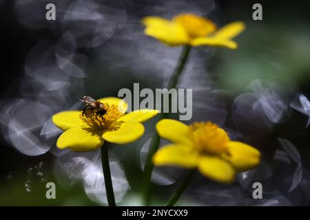 Caltha palustris, bekannt als Sumpfmarigold und Königspokal, Wildpflanze aus Finnland Stockfoto