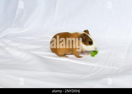 Rothaarig mit weißen Flecken Meerschweinchen auf einem weißen Wandhintergrund. Stockfoto