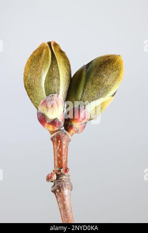 Blütenknospen von Norwegen Ahorn, Acer Platanoides, neues Wachstum im Frühjahr Stockfoto