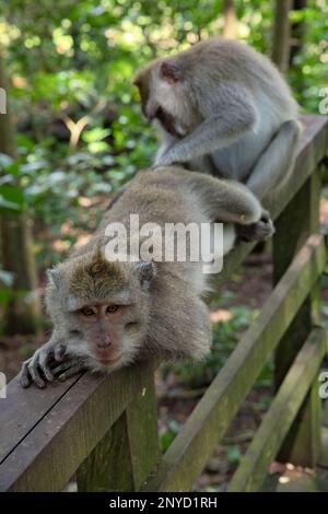 Ein Lose-up-Ganzkörperfoto eines erwachsenen Cynomolgus-Affen, der auf einem Holzgeländer liegt, hinter ihm ein anderer Affe, im Hintergrund diffundiert den Regenwald. Stockfoto