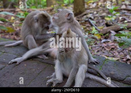 Nahaufnahme des Körpers von drei Cynomolgus-Affen, die auf einem Steinboden sitzen, Regenwald und Laub im Hintergrund. Stockfoto