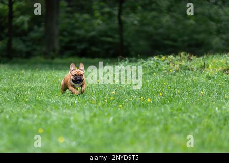 Junger französischer Bulldogge rennt auf grünem Gras. Speicherplatz kopieren Stockfoto