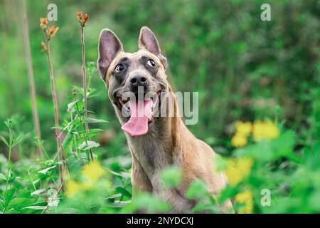 Lustiger verrückter Hund belgischer malinois, der im Sommer im grünen Gras sitzt. Tierporträt in der Natur. Speicherplatz kopieren Stockfoto