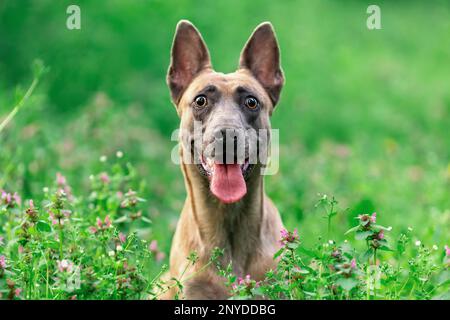 Lustiger lächelnder Hund der belgischen malinois, der im Sommer im grünen Gras sitzt. Tierporträt in der Natur. Speicherplatz kopieren Stockfoto