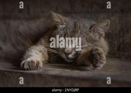 Erbärmliche, obdachlose Katze, die nach Essen sucht. Rettung von Haustieren. Stockfoto