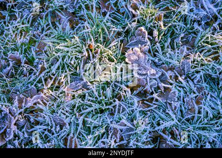 Frost auf dem Gras nach starkem Schneefall im Winter Stockfoto