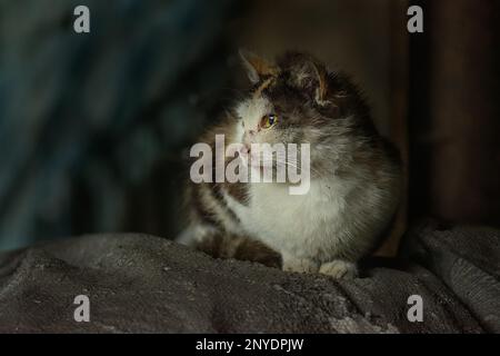 Konzept von Güte und Menschlichkeit für obdachlose verwundete Tiere. Draußen wilde, schmutzige, verwundete Kätzchen. Stockfoto