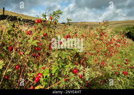 Glänzende rote Rosenhüften, die im Wind in einer Hecke auf einem Moor vor einem Drahtzaun und einer trockenen Steinmauer in der Nähe von Garrigill, North Pennines, Cumbria wehen Stockfoto