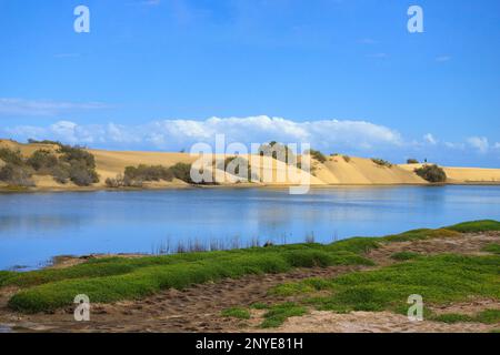 Das Naturschutzgebiet 'La Charca de Maspalomas' mit Dünen im Hintergrund, Gran Canaria - Spanien Stockfoto