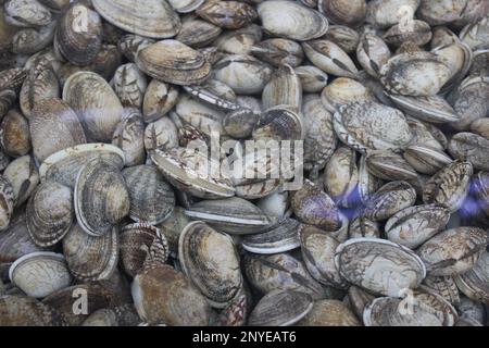 Nahaufnahme lebender Muscheln im Wasser Stockfoto