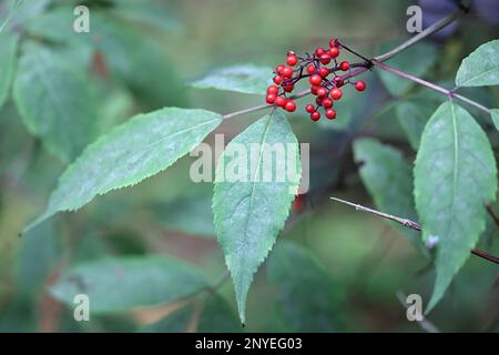 Sambucus racemosa, auch bekannt als rote Holunderbeere oder rot-berryierter älterer, giftige Pflanze aus Finnland Stockfoto