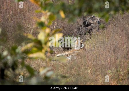 Bengalischer Tiger, Panthera Tigris, Pench-Nationalpark Madhya Pradesh indien Stockfoto