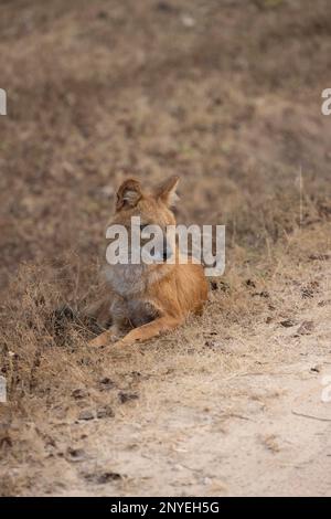 Asiatischer Wildhund, Dhole, Cuon Alpinus, Pench-Nationalpark, Madhya Pradesh, Indien Stockfoto