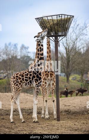 Die beiden Giraffen, die nebeneinander stehen und aus einem Metallkäfig fressen Stockfoto