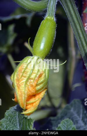 Kleines Knochenmark/Kürbis/Zucchini (Cucurbit) mit gelber Blume, die im Gemüsegarten im RHS Garden Harlow Carr, Harrogate, Großbritannien, wächst. Stockfoto