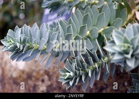 Euphorbia Myrsinites (Myrtle Spurge), die in einem Steintrog bei RHS Garden Harlow Carr, Harrogate, Yorkshire, England, Großbritannien wachsen. Stockfoto