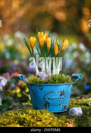 Frühlingsblumen-Arrangement. Gelbe Krokusblüten mit grünem Moos in einem alten türkisfarbenen Topf mit „Gartenwürze“ darauf. Blumiges Stillleben. Stockfoto
