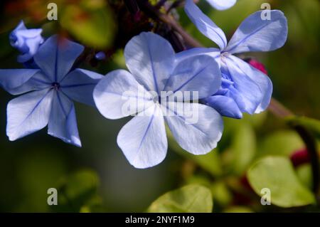 Sky Blue Plumbago Auriculata (Cape Leadwort) Blumen im RHS Garden Harlow Carr, Harrogate, Yorkshire. England, Großbritannien. Stockfoto