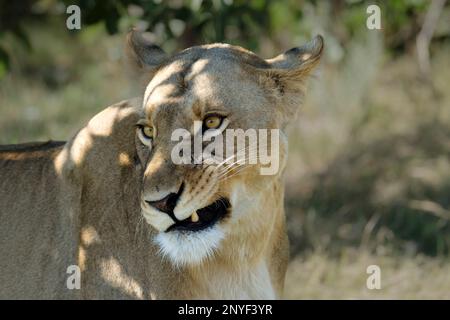 Porträt Löwe, Panthera leo, Porträt von Gesicht, Kopf, Ohren, Seitenansicht. Okavango Delta, Botsuana, Afrika Stockfoto