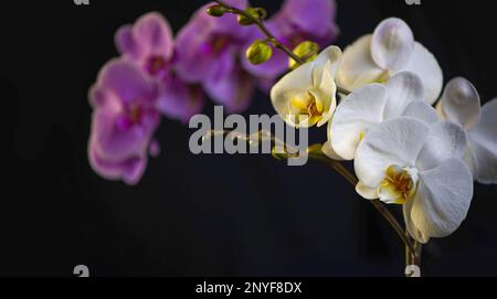 Purple-Phalaenopsis-Orchideenblüte. Violette Phalaenopsis-Blüten. Lila Blume. Unscharfer schwarzer Hintergrund. Stockfoto