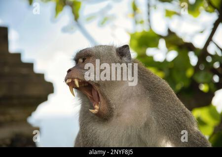 Porträtaufnahme eines erwachsenen männlichen Cynomolgus-Affen, der seine Zähne eindrucksvoll entblößt, im Hintergrund diffuse Äste und einen hellen Himmel. Stockfoto