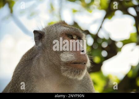 Porträtaufnahme eines erwachsenen männlichen Cynomolgus-Affen, der zur Seite blickt, diffuse Äste und einen hellen Himmel im Hintergrund. Stockfoto