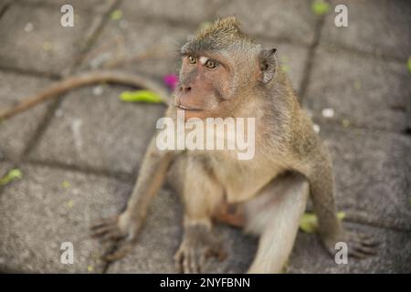 Ganzkörper-Nahaufnahme eines erwachsenen Cynomolgus-Affen von oben, der auf einem Steinboden sitzt und nach oben blickt, Steinboden im Hintergrund. Stockfoto