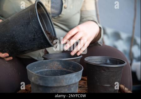 Nahaufnahme Frau, die Erde aus einem großen schwarzen Topf in drei kleinere Töpfe auf dem Balkon füllt, Gartenarbeit, kein sichtbares Gesicht Stockfoto