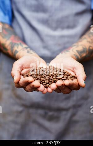 Gekürzter, nicht wiedererkennbarer Mann in Schürze mit einer Handvoll voll voll mit braunen aromatischen Kaffeebohnen gegen geröstetes Getreide Stockfoto