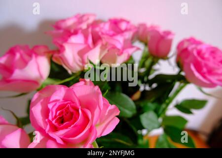Strauß rosa Rosen auf weißem Hintergrund. Postkartendesign. 8. März, Muttertagskarte Stockfoto