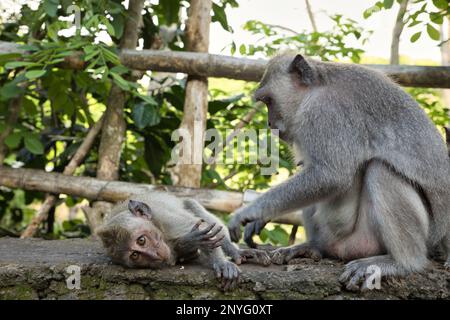 Aufnahme von Mutter Cynomolgus Affe, die ihr Kind streichelt, während sie in die Kamera schaut, sie sind auf Steinwänden, Blättern und Zäunen im Hintergrund. Stockfoto