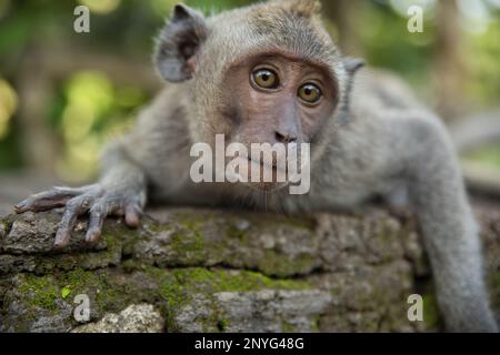 Porträtaufnahme eines jungen Cynomolgus-Affen von vorne, der auf einem verwitterten Baumstamm liegt, mit diffusem Licht im Hintergrund. Stockfoto