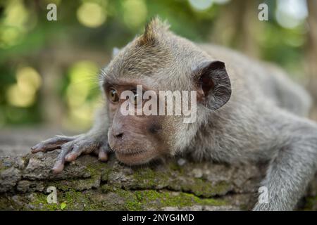 Porträtaufnahme eines jungen Cynomolgus-Affen von vorne, der auf einem verwitterten Baumstamm liegt, mit diffusem Licht im Hintergrund. Stockfoto