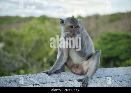 Ganzkörper-Nahaufnahme eines erwachsenen Cynomolgus-Affen, der auf einer Steinmauer sitzt, diffuse Bäume und Himmel im Hintergrund. Stockfoto