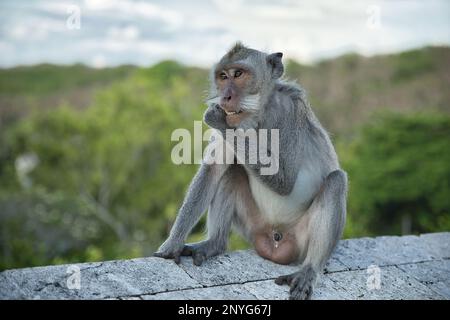 Ganzkörper-Nahaufnahme eines erwachsenen Cynomolgus-Affen, der auf einer Steinmauer sitzt, diffuse Bäume und Himmel im Hintergrund. Stockfoto