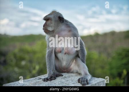 Ganzkörper-Nahaufnahme eines erwachsenen Cynomolgus-Affen, der auf einer Steinmauer sitzt, diffuse Bäume und Himmel im Hintergrund. Stockfoto