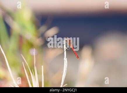 Der Pfeil sitzt auf einem trockenen Grashalm. Nahaufnahme von Insekten in natürlicher Umgebung. Sympetrum. Meadowhawk. Libelle. Stockfoto