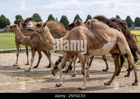 Sidevew einer Herde junger domestizierter Camelus dromedarius in einem Kamelmilchbetrieb von Weideflächen. Stockfoto