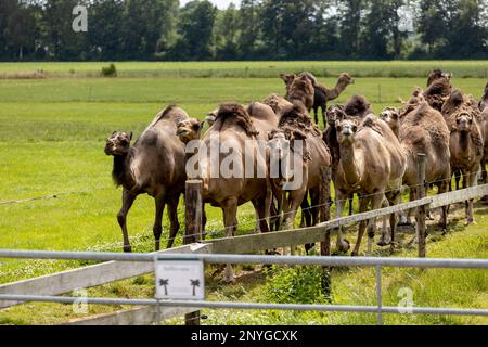 Herde des jungen domestizierten Camelus dromedarius in einem Kamelmilchbetrieb, der vom Feld auf die Kamera zukommt. Stockfoto