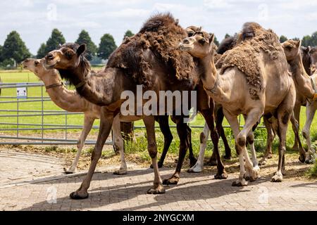 Eintreffende Herde domestizierter junger Camelus dromedarius auf einer Kamelmilchfarm vom Weidefeld. Lebensmittel- und Milchindustrie. Stockfoto