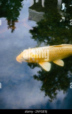 Man kann ein gelbes Tier im See sehen. Im Teich schwimmen ein gelber Fisch und ein roter Koi im Kreis. Sie schwimmen im trüben Wasser im Garten. Stockfoto