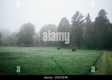 Im nebligen Wald stehen Büffel, Bisons und Ochsen auf einer Wiese. Es gibt Nebel über den Bäumen. Es ist Winter und die Büffel fressen Gras. Stockfoto