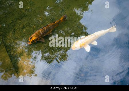 Man kann ein gelbes und rotes Koi im See sehen. Im Teich schwimmen ein gelber Fisch und ein roter Koi. Auch eine Schildkröte schwimmt im trüben Wasser im Garten. Stockfoto