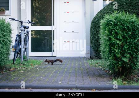 Ein Eichhörnchen hüpft auf dem Boden vor den Häusern der Stadt, auf der Suche nach Nahrung. Er springt und klettert von Baum zu Baum. Stockfoto